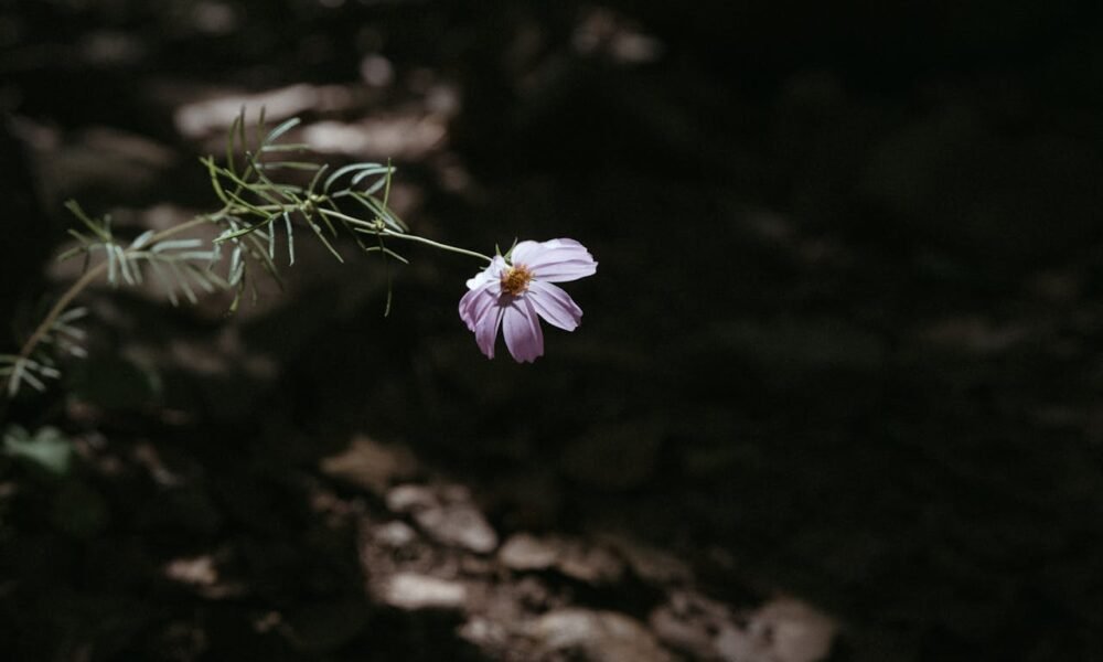 hope quotes in tamil, tamil hope quotes, best hope quotes tamil, inspirational hope quotes tamil, positive hope quotes tamil, motivational hope quotes tamil, life hope quotes in tamil, short hope quotes tamil, middle class youngster quotes tamil, middle class youth quotes tamil, youngster motivation quotes tamil, youth struggle quotes tamil, middle class youth life quotes tamil, young life quotes tamil, tamil youth motivational quotes, middle class mother quotes tamil, amma quotes tamil, mother sacrifice quotes tamil, emotional mother quotes tamil, mother love quotes tamil, amma emotional quotes tamil, tamil mother quotes, middle class father quotes tamil, father sacrifice quotes tamil, emotional father quotes tamil, appa quotes tamil, father love quotes tamil, father struggle quotes tamil, middle class appa quotes tamil, middle class parents quotes tamil, parents sacrifice quotes tamil, emotional parents quotes tamil, middle class family love quotes tamil, parents love quotes tamil, amma appa quotes tamil, parents emotional quotes tamil,