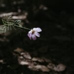 hope quotes in tamil, tamil hope quotes, best hope quotes tamil, inspirational hope quotes tamil, positive hope quotes tamil, motivational hope quotes tamil, life hope quotes in tamil, short hope quotes tamil, middle class youngster quotes tamil, middle class youth quotes tamil, youngster motivation quotes tamil, youth struggle quotes tamil, middle class youth life quotes tamil, young life quotes tamil, tamil youth motivational quotes, middle class mother quotes tamil, amma quotes tamil, mother sacrifice quotes tamil, emotional mother quotes tamil, mother love quotes tamil, amma emotional quotes tamil, tamil mother quotes, middle class father quotes tamil, father sacrifice quotes tamil, emotional father quotes tamil, appa quotes tamil, father love quotes tamil, father struggle quotes tamil, middle class appa quotes tamil, middle class parents quotes tamil, parents sacrifice quotes tamil, emotional parents quotes tamil, middle class family love quotes tamil, parents love quotes tamil, amma appa quotes tamil, parents emotional quotes tamil,