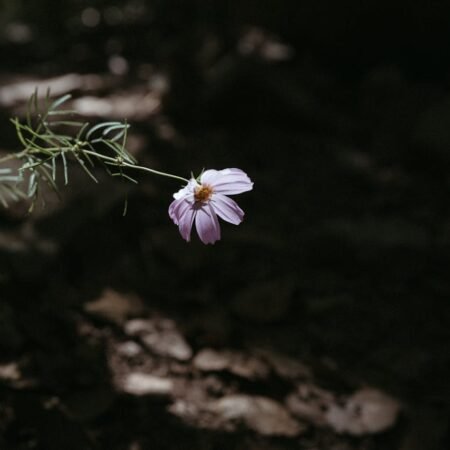 hope quotes in tamil, tamil hope quotes, best hope quotes tamil, inspirational hope quotes tamil, positive hope quotes tamil, motivational hope quotes tamil, life hope quotes in tamil, short hope quotes tamil, middle class youngster quotes tamil, middle class youth quotes tamil, youngster motivation quotes tamil, youth struggle quotes tamil, middle class youth life quotes tamil, young life quotes tamil, tamil youth motivational quotes, middle class mother quotes tamil, amma quotes tamil, mother sacrifice quotes tamil, emotional mother quotes tamil, mother love quotes tamil, amma emotional quotes tamil, tamil mother quotes, middle class father quotes tamil, father sacrifice quotes tamil, emotional father quotes tamil, appa quotes tamil, father love quotes tamil, father struggle quotes tamil, middle class appa quotes tamil, middle class parents quotes tamil, parents sacrifice quotes tamil, emotional parents quotes tamil, middle class family love quotes tamil, parents love quotes tamil, amma appa quotes tamil, parents emotional quotes tamil,